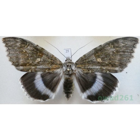 Catocala fraxini (Linnaeus, 1758) female Wstęgówka jesionka ex. ovo Czech 84mm25
